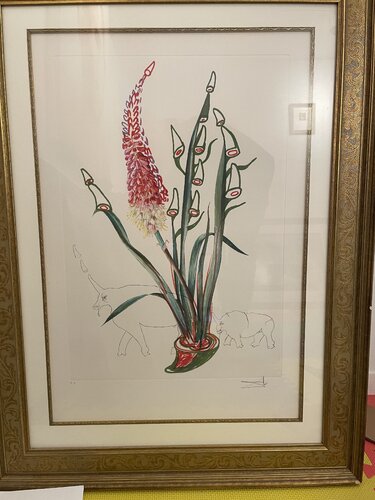 Kniphofia Aphrodisiaca par Salvador Dalí, Édition en vente sur Singulart