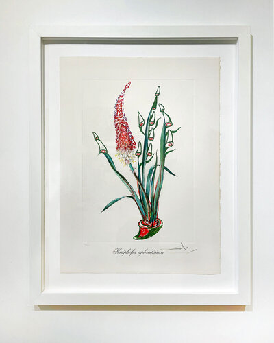 Kniphofia Aphrodisiaca (Rhinoceros Stock) par Salvador Dalí, Édition en vente sur Singulart