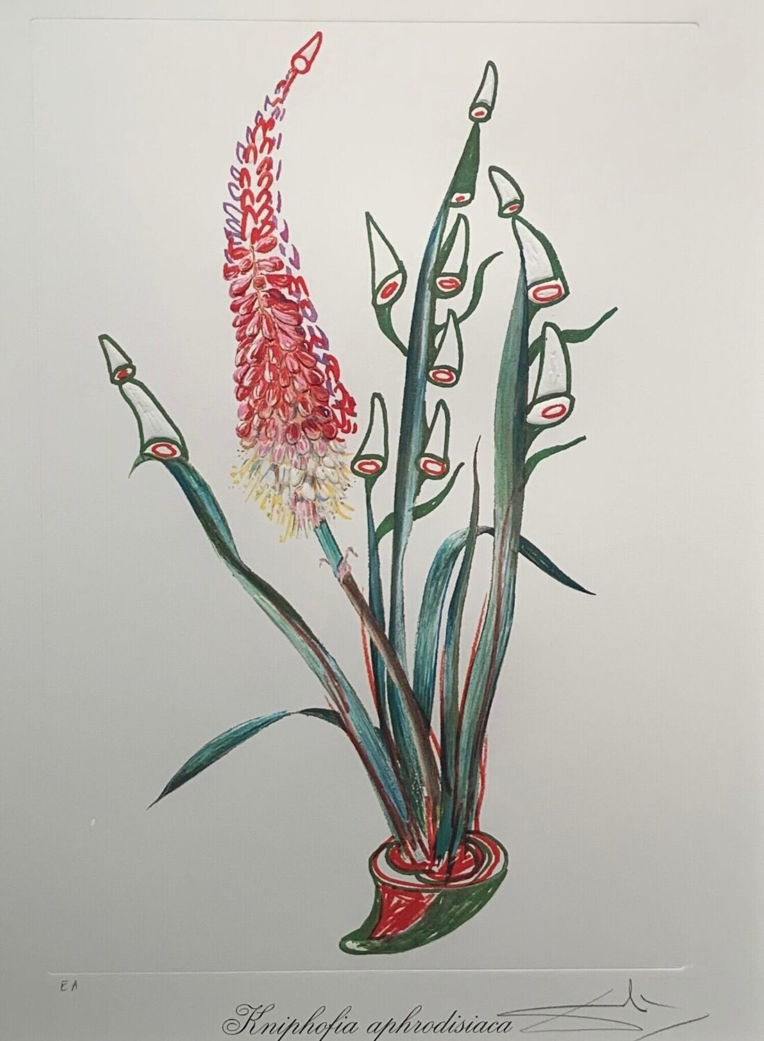 Kniphofia Aphrodisiaca Salvador Dalí Afdruk te koop
