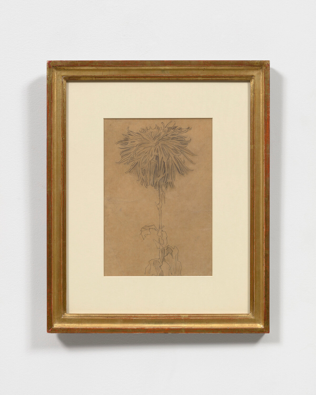 Chrysanthemum Piet Mondrian