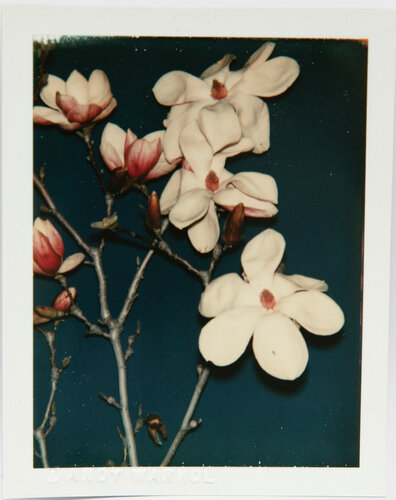 Andy Warhol, Polaroid Photograph of Flowers, 1980 van Andy Warhol, Fotografie te koop op Singulart