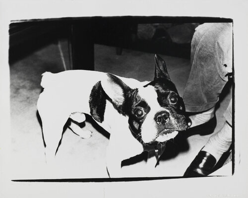 Gelatin silver print of Boston Terrier Dog by Andy Warhol di Andy Warhol, Fotografia in vendita su Singulart