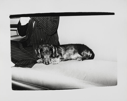 Gelatin silver print of Dachshund Dog by Andy Warhol van Andy Warhol, Fotografie te koop op Singulart