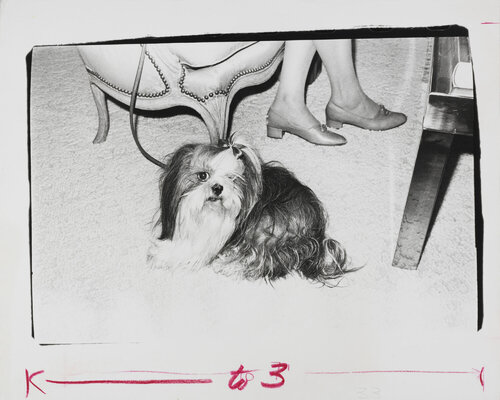 Gelatin silver print of Lhasa Apso Dog by Andy Warhol van Andy Warhol, Fotografie te koop op Singulart