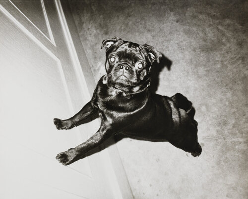 Gelatin silver print of Black Pug Dog by Andy Warhol di Andy Warhol, Fotografia in vendita su Singulart