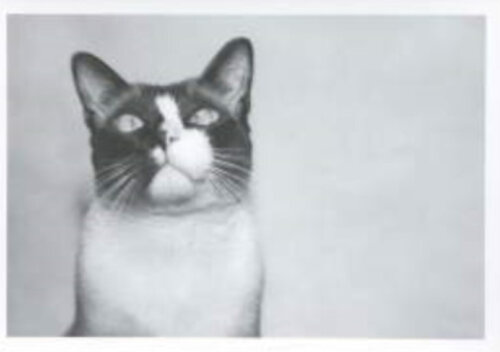 Cat par Andy Warhol, Photographie en vente sur Singulart