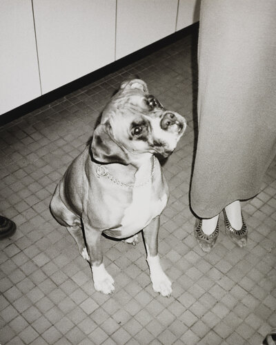 Silver gelatin print of Boxer Dog by Andy Warhol van Andy Warhol, Fotografie te koop op Singulart