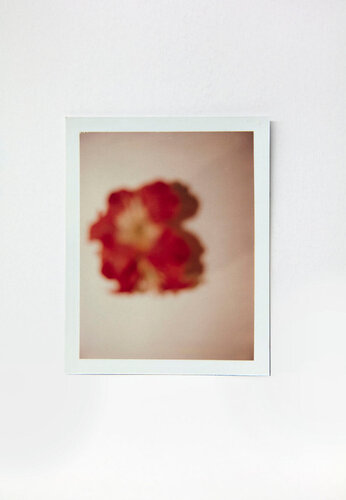 Polaroid of Poppy Flower by Andy Warhol de Andy Warhol, Fotografía a la venta en Singulart