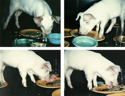 Fiesta Pigs van Andy Warhol, Fotografie te koop op Singulart