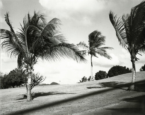 Palm Trees on St. Martin van Andy Warhol, Fotografie te koop op Singulart
