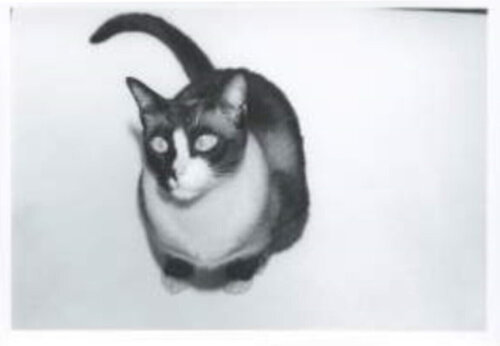 Cat di Andy Warhol, Fotografia in vendita su Singulart