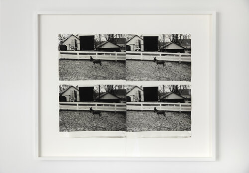 Donkey in Paddock Four Stitched van Andy Warhol, Fotografie te koop op Singulart