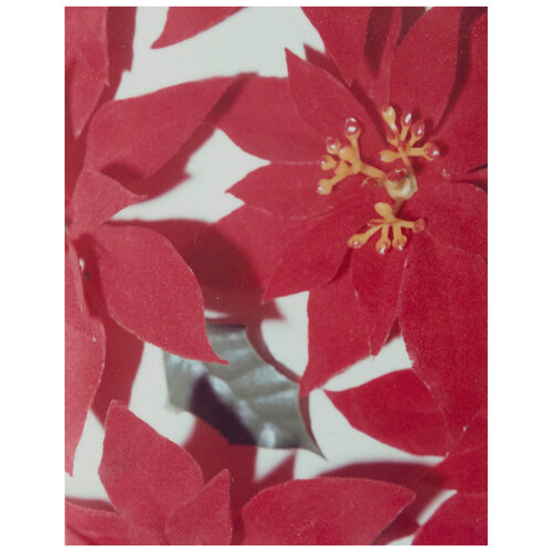 Polaroids Photograph, Poinsettias van Andy Warhol, Fotografie te koop op Singulart