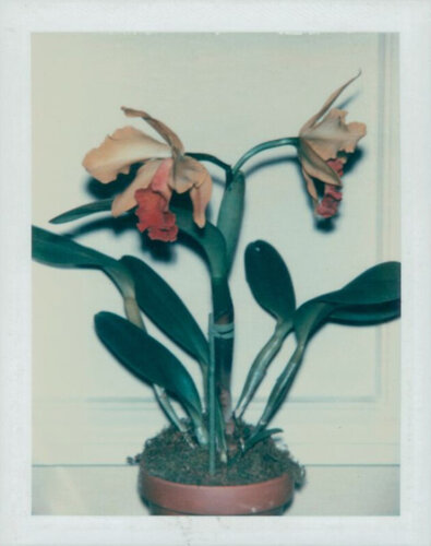 Flowers van Andy Warhol, Fotografie te koop op Singulart