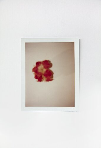 Flowers van Andy Warhol, Fotografie te koop op Singulart