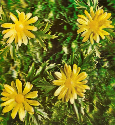 Untitled (Osaka Daisies) for the Rain Machine di Andy Warhol, Stampa in vendita su Singulart