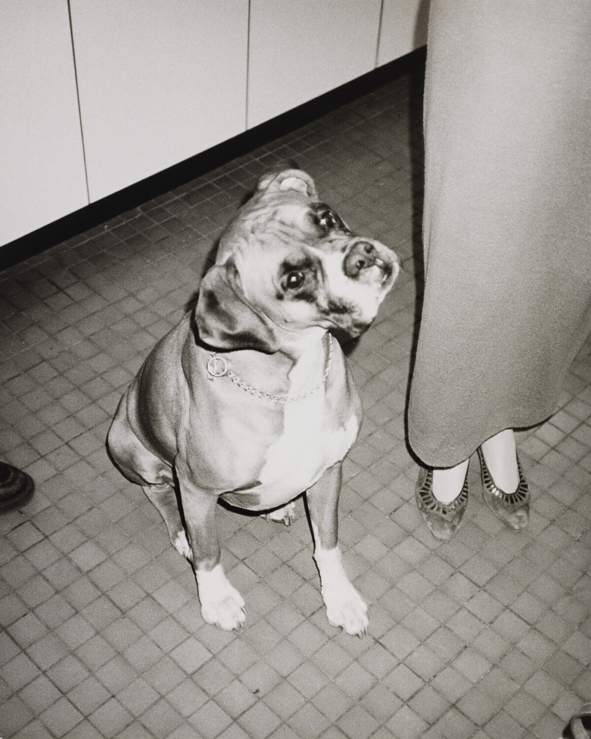 Silver gelatin print of Boxer Dog by Andy Warhol Andy Warhol Fotografie zu verkaufen