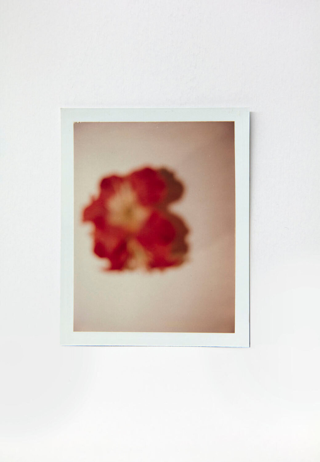 Polaroid of Poppy Flower by Andy Warhol Andy Warhol Fotografie zu verkaufen