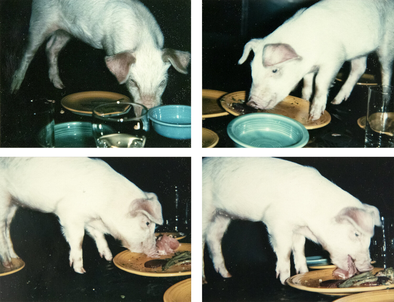 Fiesta Pigs Andy Warhol Fotografie te koop
