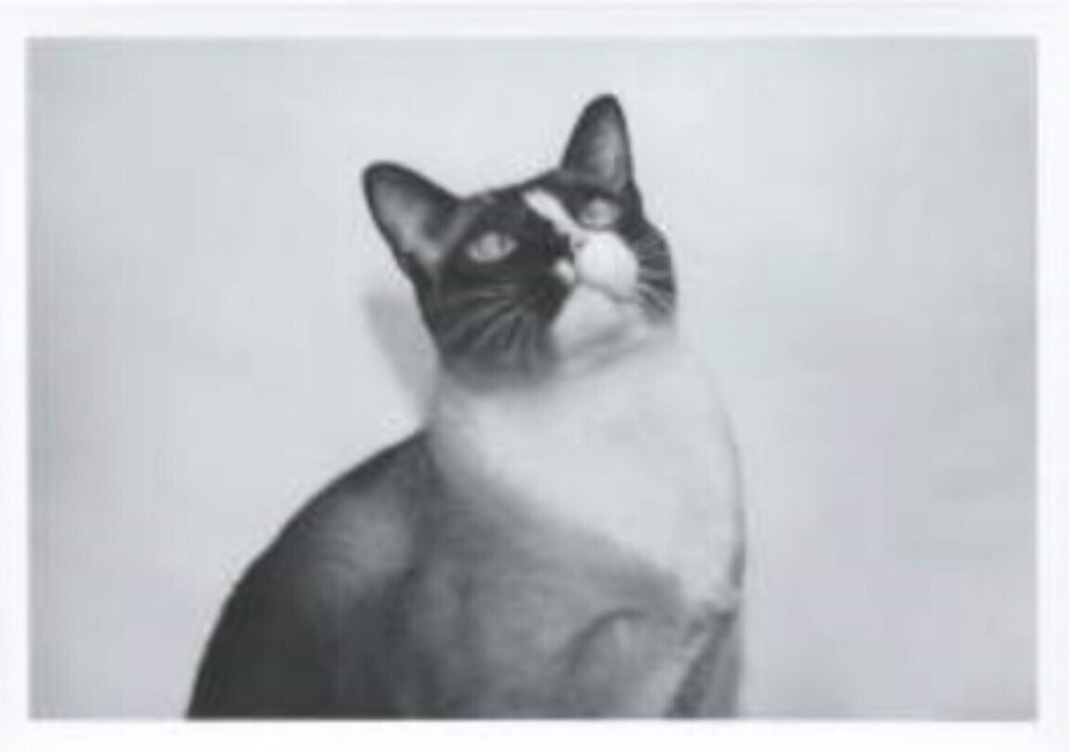Cat Andy Warhol Photography for sale