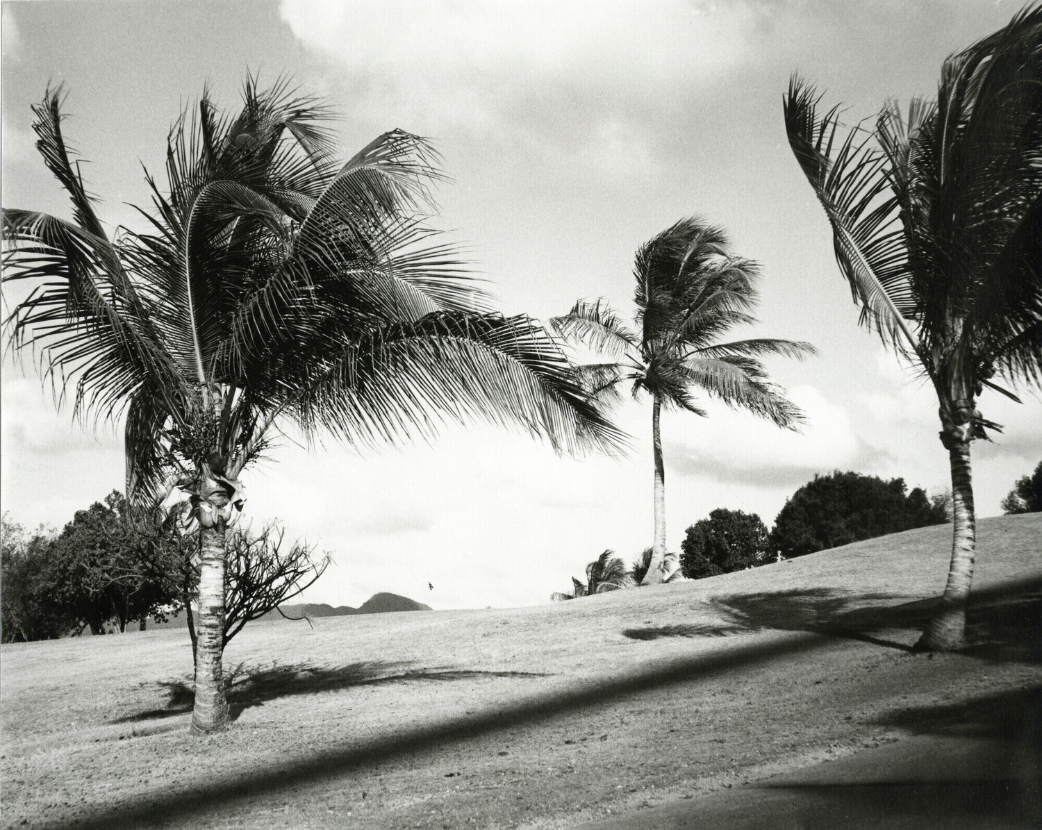 Palm Trees on St. Martin Andy Warhol Fotografie te koop