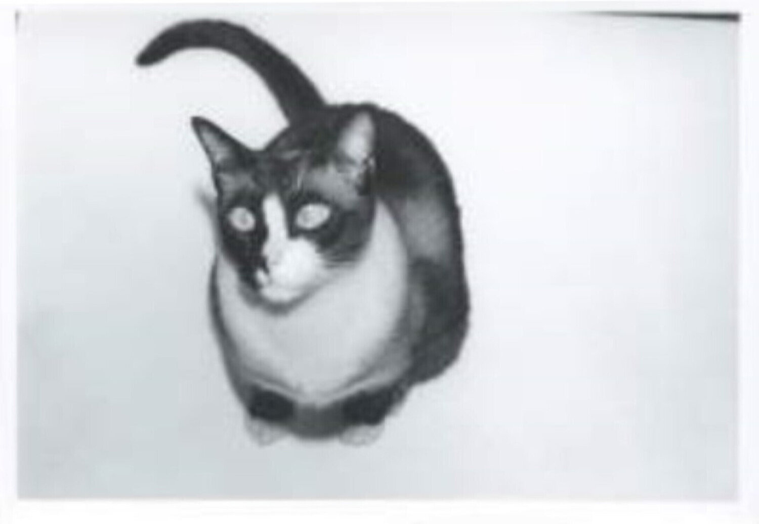 Cat Andy Warhol Fotografie te koop