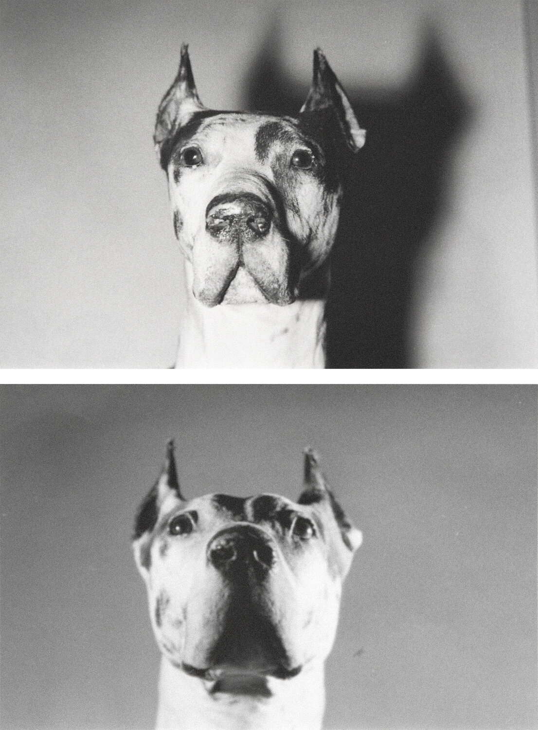 Dogs Andy Warhol Photography for sale