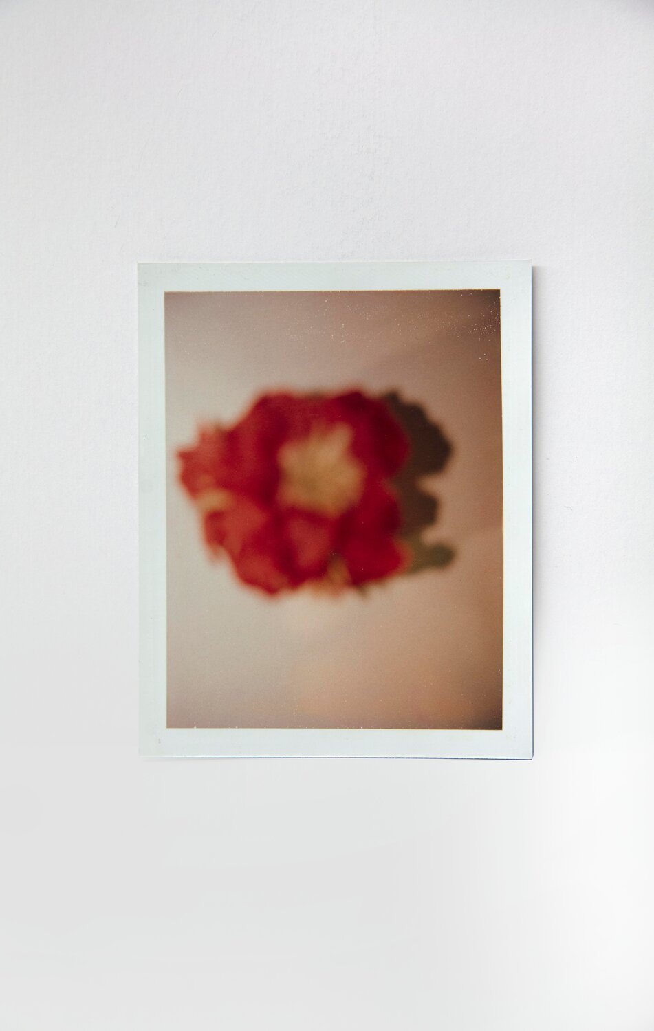 Flowers Andy Warhol Fotografia in vendita