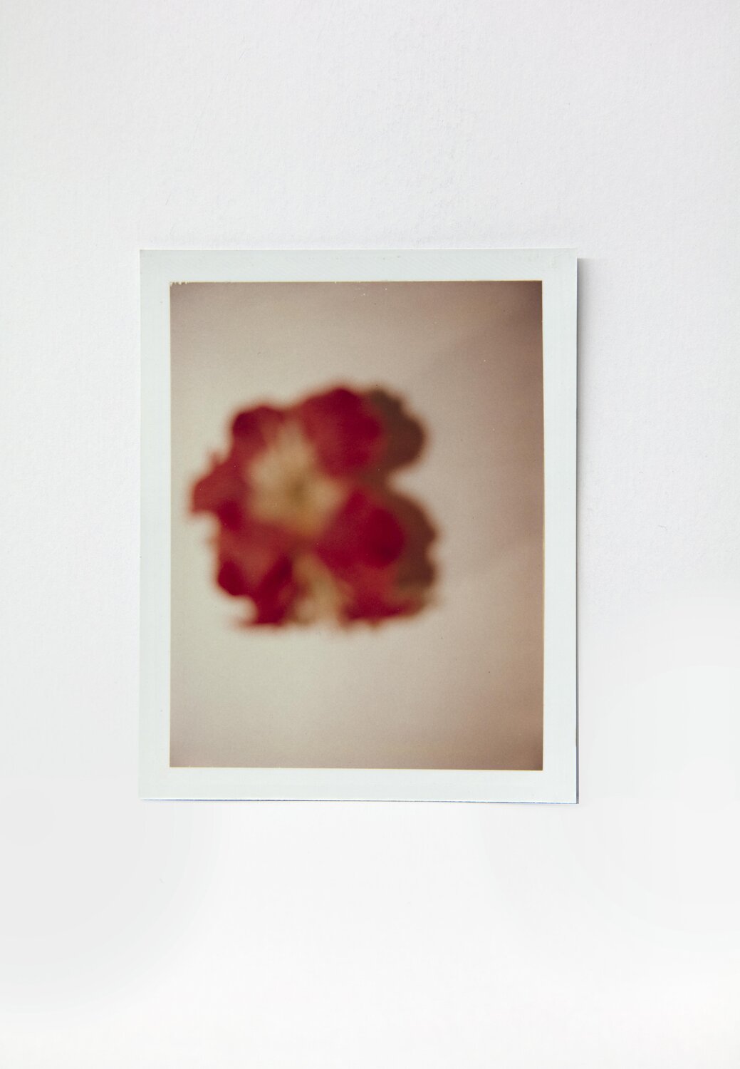 Flowers Andy Warhol Fotografie te koop
