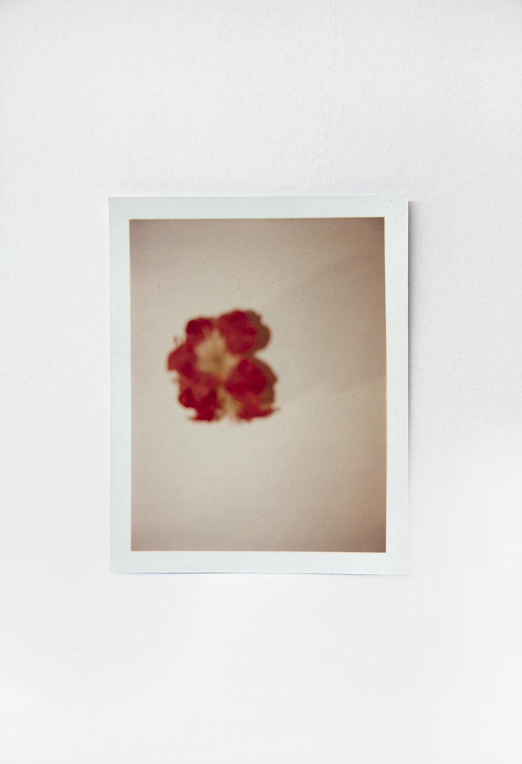 Flowers Andy Warhol Fotografie te koop