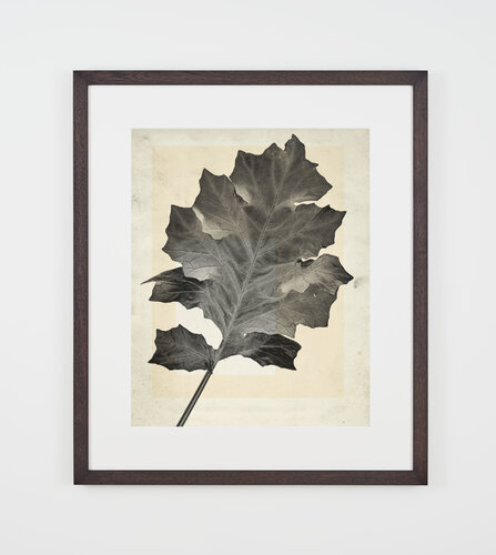 flower.s.04 by Thomas Ruff, Photography for Sale on Singulart