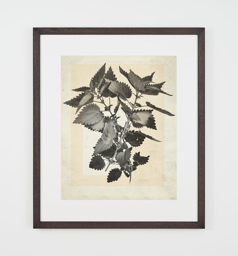 flower.s.05 by Thomas Ruff, Photography for Sale on Singulart