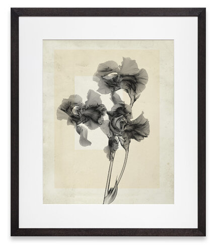 flower.s.10 van Thomas Ruff, Fotografie te koop op Singulart