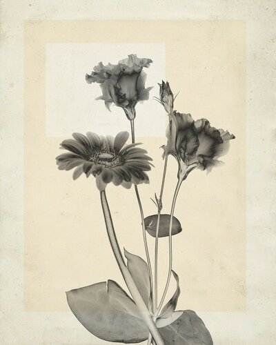 flower.s.22 van Thomas Ruff, Fotografie te koop op Singulart