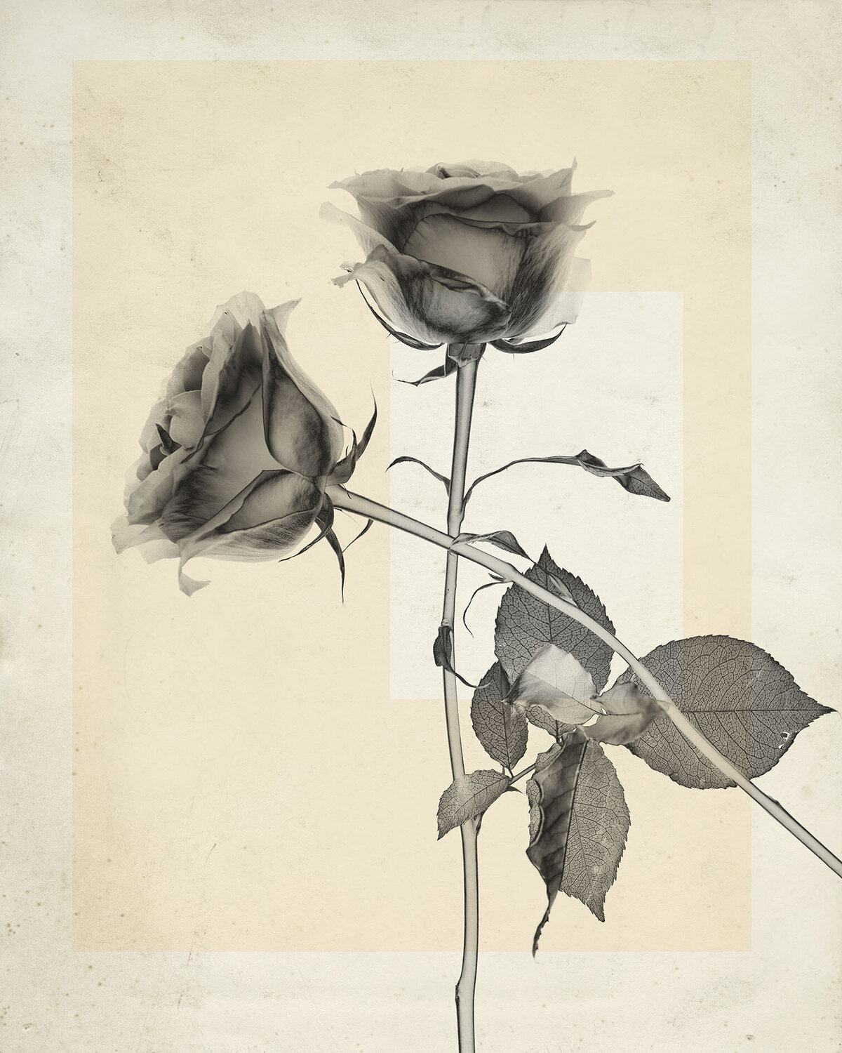 flower.s_24 Thomas Ruff Fotografie zu verkaufen