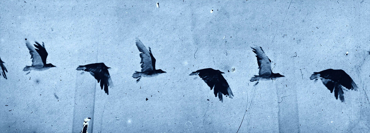 neg◊marey_09 Thomas Ruff Fotografia in vendita