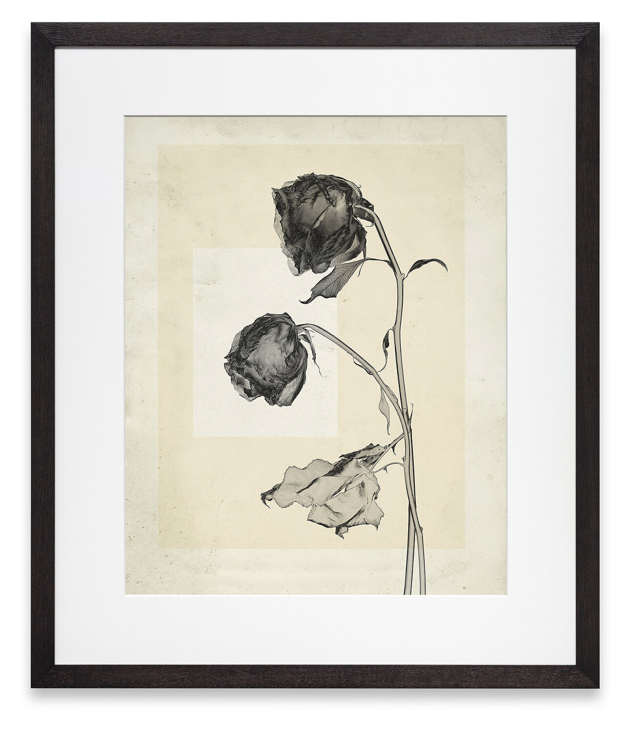 flower.s.06 Thomas Ruff Fotografie te koop
