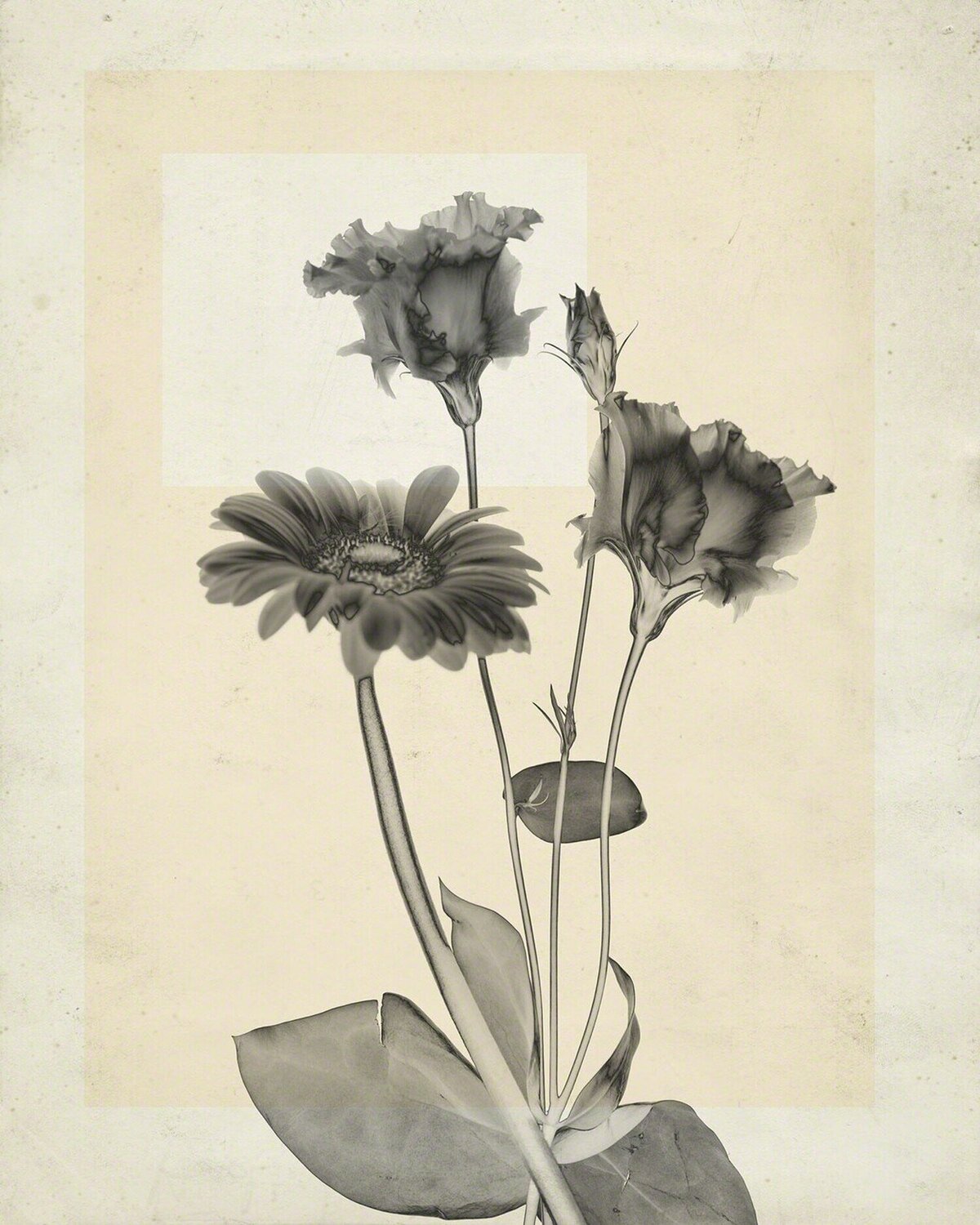 flower.s.22 Thomas Ruff Fotografia in vendita