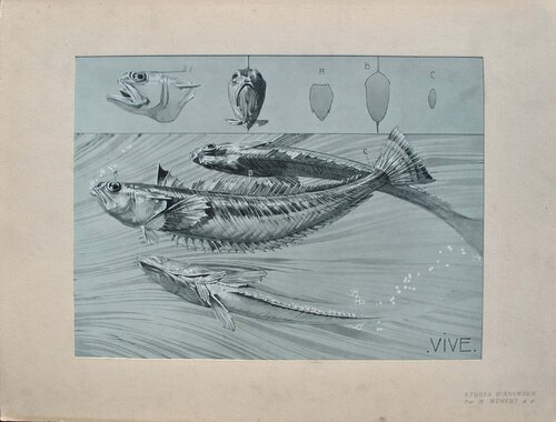 Le poisson Bernard Buffet