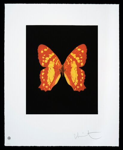 Butterfly – Portrait – Emerge par Damien Hirst, Édition en vente sur Singulart