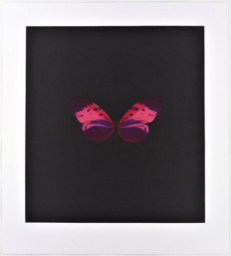 Memento 04 (the price shown includes VAT) par Damien Hirst, Édition en vente sur Singulart