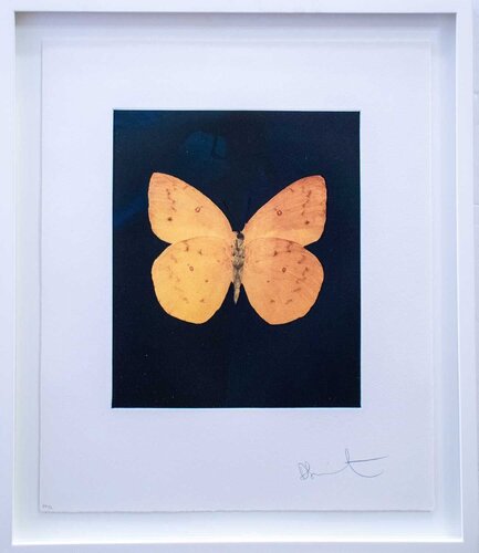 Prosperity van Damien Hirst, Afdruk te koop op Singulart