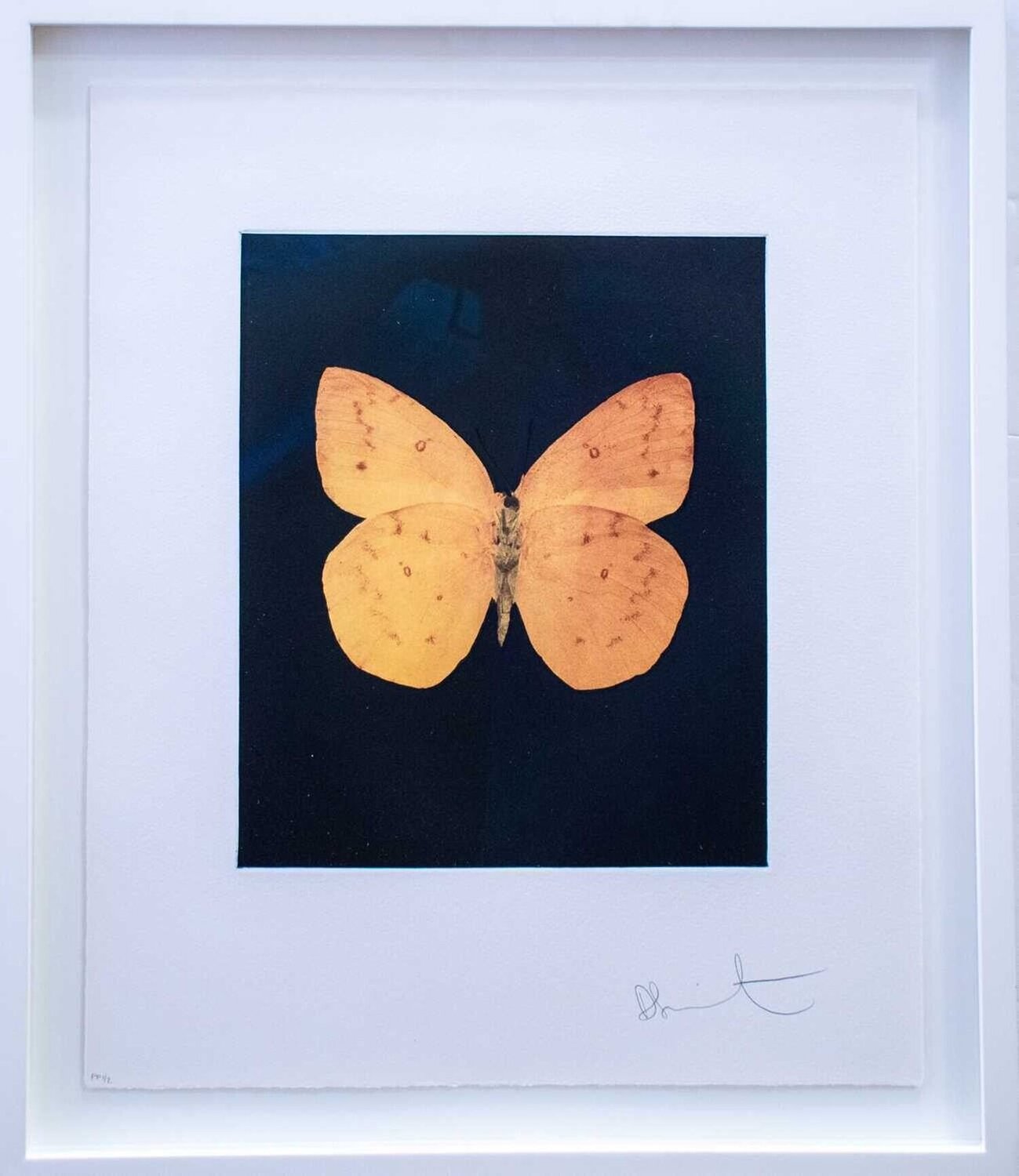 Prosperity Damien Hirst Édition à vendre
