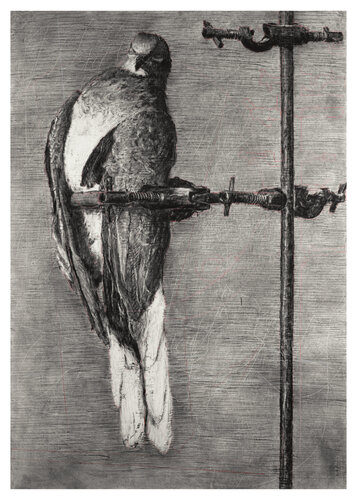 Bird Catcher van William Kentridge, Afdruk te koop op Singulart