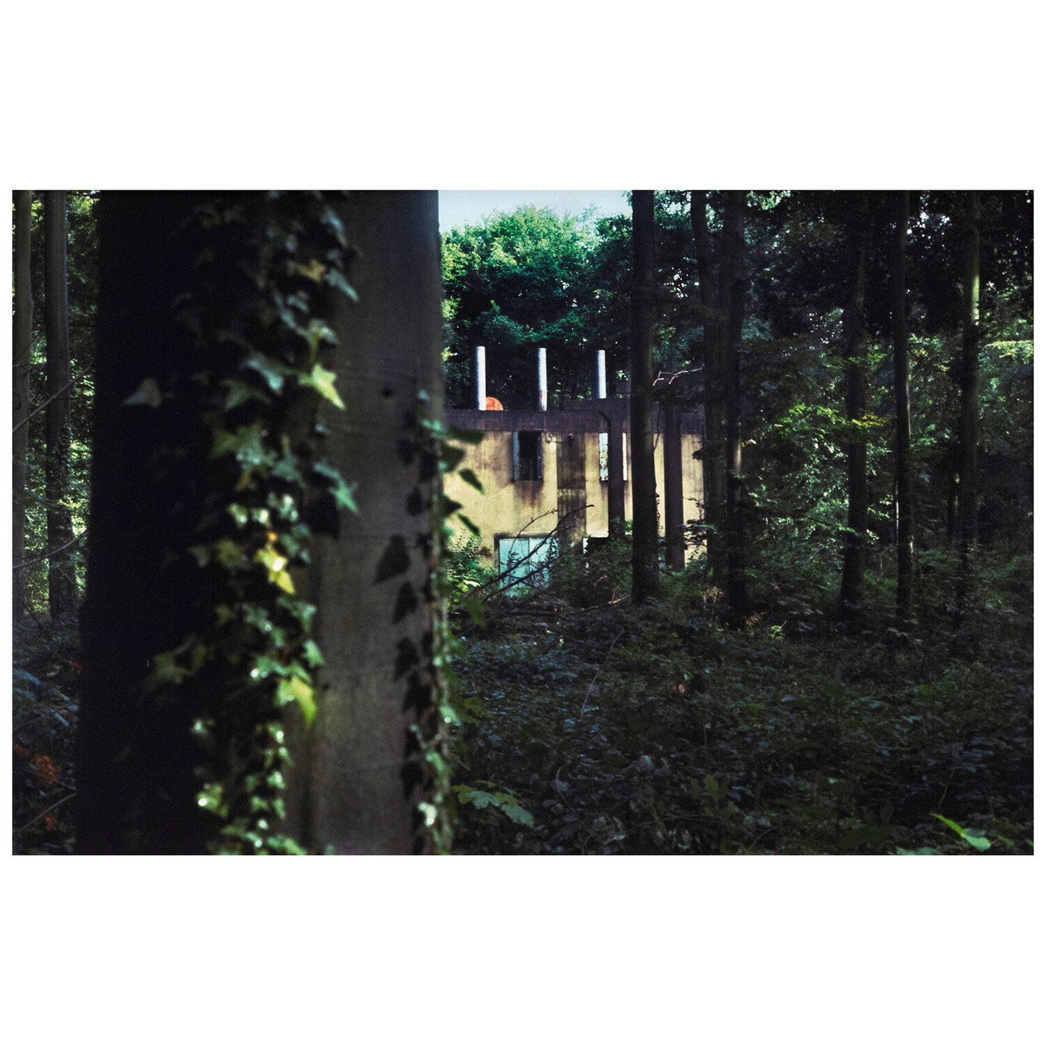 Through the Woods Peter Doig Fotografie te koop