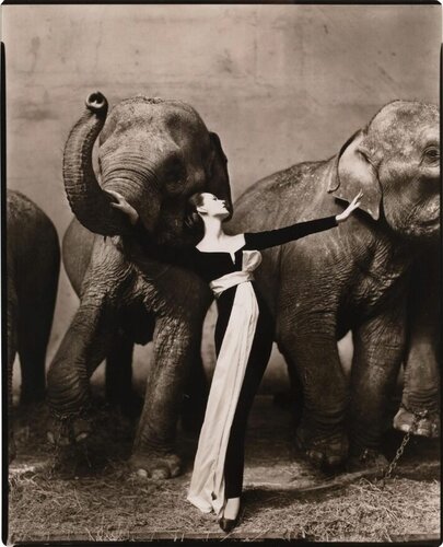 Dovima with elephants, Evening dress by Dior, Cirque d'Hiver, Paris, August di Richard Avedon, Fotografia in vendita su Singulart
