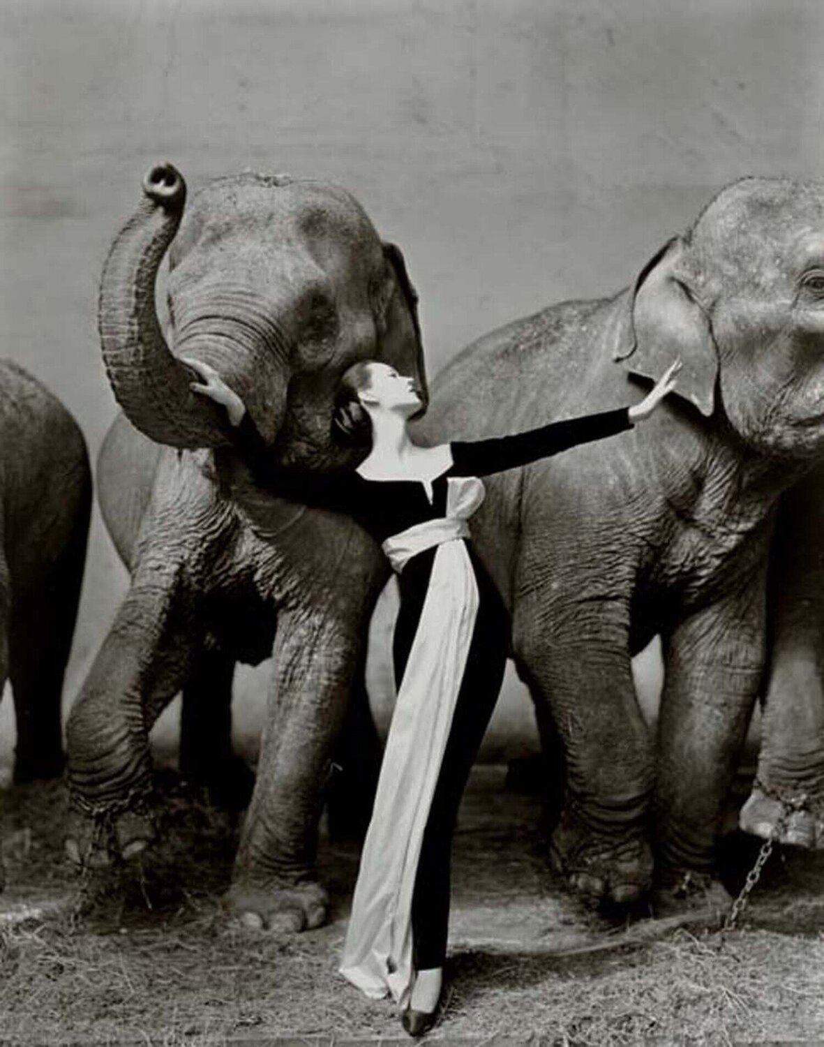 Dovima with Elephant, Evening Dress by Dior, Cirque d'Hiver, Paris Richard Avedon Fotografie zu verkaufen