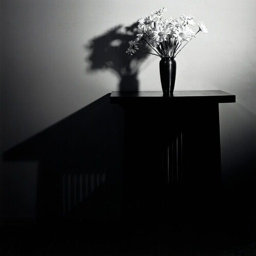 Daisies van Robert Mapplethorpe, Fotografie te koop op Singulart