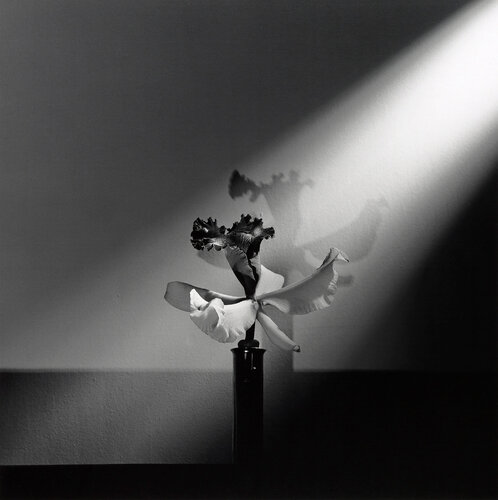 Orchid van Robert Mapplethorpe, Fotografie te koop op Singulart