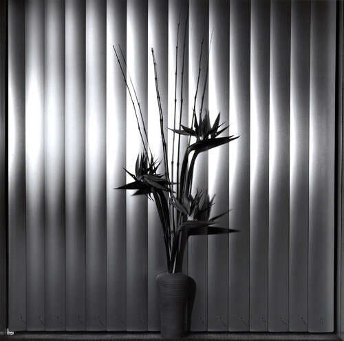 Birth of Paradise van Robert Mapplethorpe, Fotografie te koop op Singulart